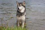 ALASKAN MALAMUTE 692